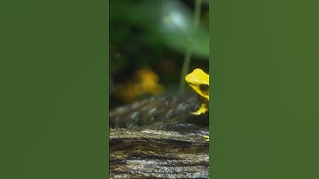 3 Surprisingly Dangerous Animals 🌎 #shorts #facts #animalfacts #wildlife