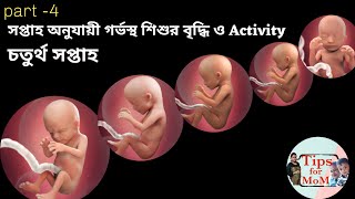 week by week pregnancy in Bengali/  4th month(14-18) weeks