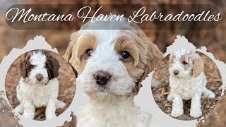 Australian Labradoodle Puppies  Now Available!