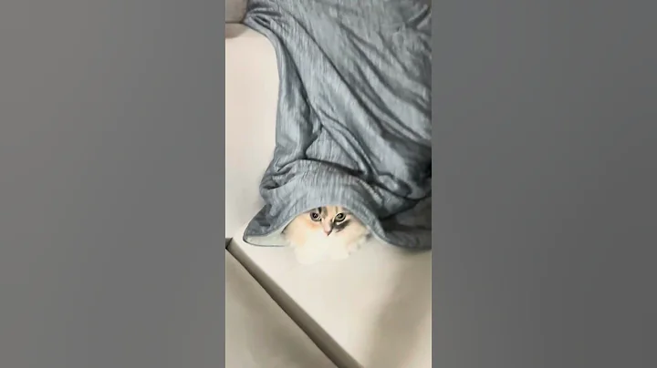 Video 11532041: munchkincat munchkins, munchkin cat cutecat kittens, munchkin kitten pets cats, cutecat munchkincat pets animals, munchkin cute kitten pets