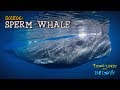 Sperm Whale: Largest Predator on the Planet [4K] | Timor-Leste from Below (S01E06) | SZtv