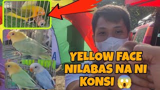 YELLOW FACE NI KONSI NILABAS NA SA BOCAUE PET MARKET #lovebird #birds