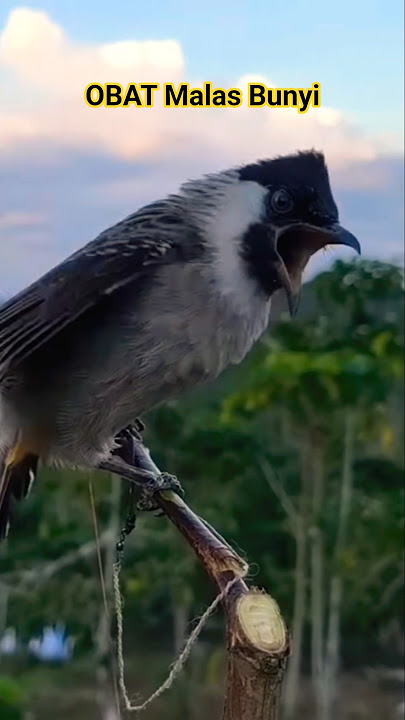 Kutilang Gacor Memanggil Lawan #kutilanggacor