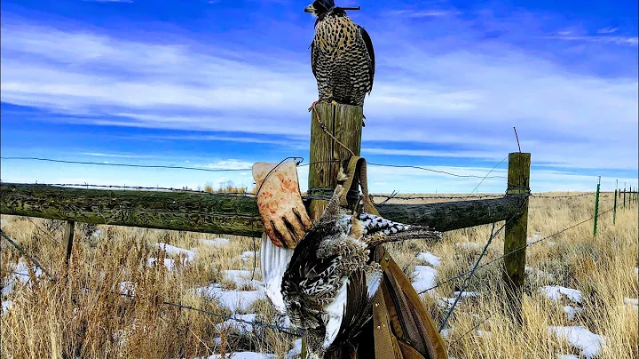 Wyoming Sage Grouse I