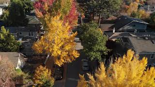 Fall Colors in Burlingame