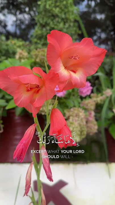 #recitation #alquran #islamicdua #allah