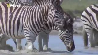 Дикая Калахари Wild Kalahari 2014 HD