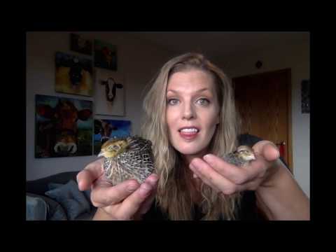 Coturnix v bobwhite quail - which should you get?