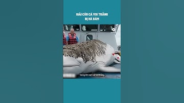 HD Review Giải Cứu Cá Voi Trắng Bị Hà Bám #shorts