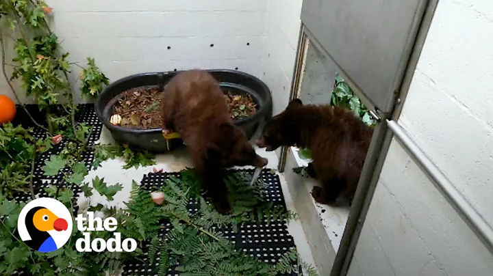 Bear Cub Brothers Separated For Months Can't Stop Hugging Each Other  | The Dodo Saving The Wild - DayDayNews