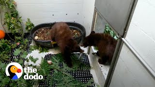 Bear Cub Brothers Separated For Months Can't Stop Hugging Each Other  | The Dodo Saving The Wild