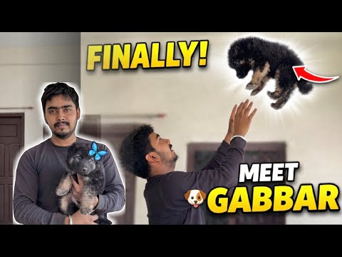 My New Family Member – German Shepherd Puppy Reveal 🥰