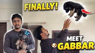 My New Family Member – German Shepherd Puppy Reveal 🥰