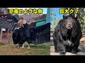 怪物級クマから謎の恐竜鳥。モンスター級の生き物