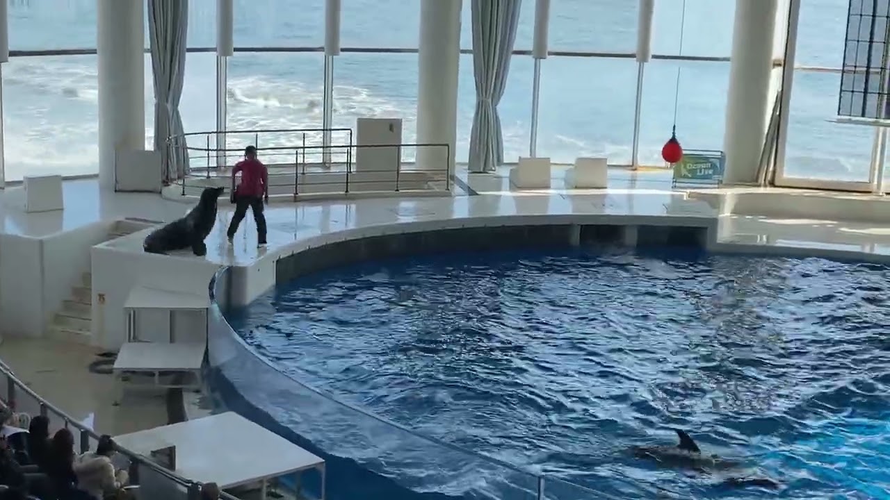 大洗水族館オーシャンライブ　イルカ、アシカ🦭ショー26/02/15-10:00