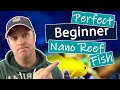 Best Nano Reef Fish For Beginners
