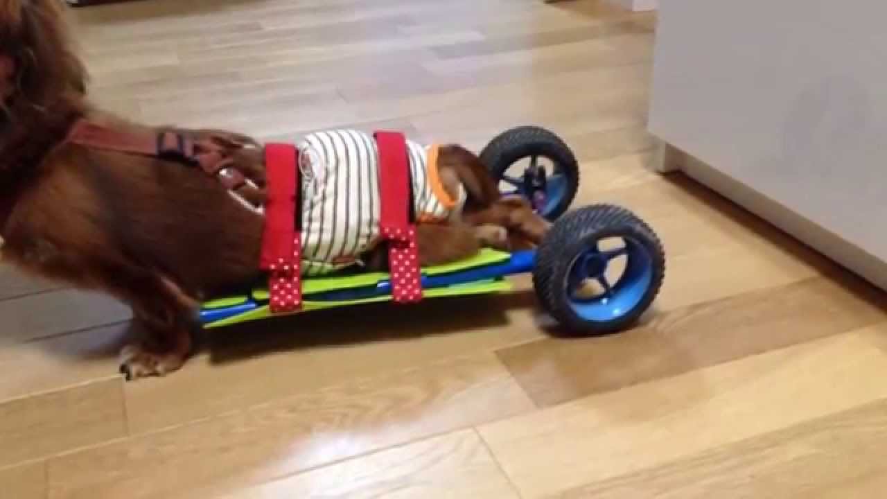 小型犬用車椅子をつくってみた Youtube