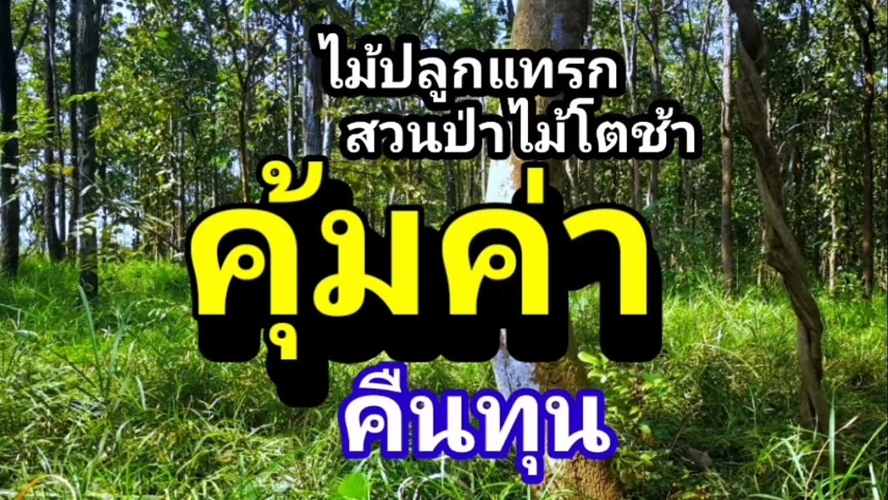 ไม้ปลูกแทรกสวนป่าคุ้มค่าคืนทุน ep129