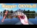 Жор ОКУНЯ и Lucky Craft Pointer 48 SP + AZURA KENSHIN KSN 76