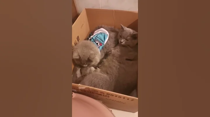 Watch the video about 4 month old British shorthair Simba looks amazed or jealous of his new siblings.
