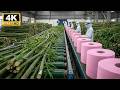 How is toilet paper made from bamboo? | Inside a modern factory (Full Process)