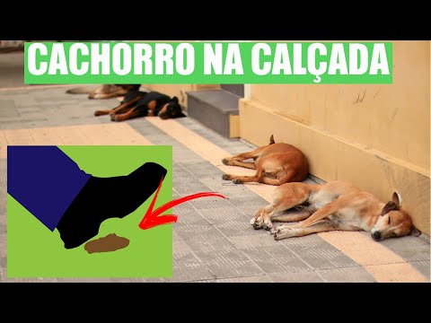 Vídeo: Por que meu filhote está mordendo tão forte?