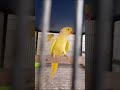 yellow ring neck breeder pair #birds #talkingparot #funnyvideo
