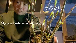 Miyasama Kaede potting and bending 宮様楓の鉢上げと曲付け