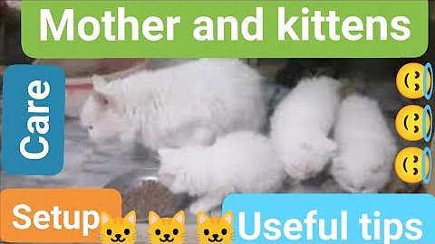 Mother and kittens care /new born kittens care /setup for mother cat /Urdu /hindi