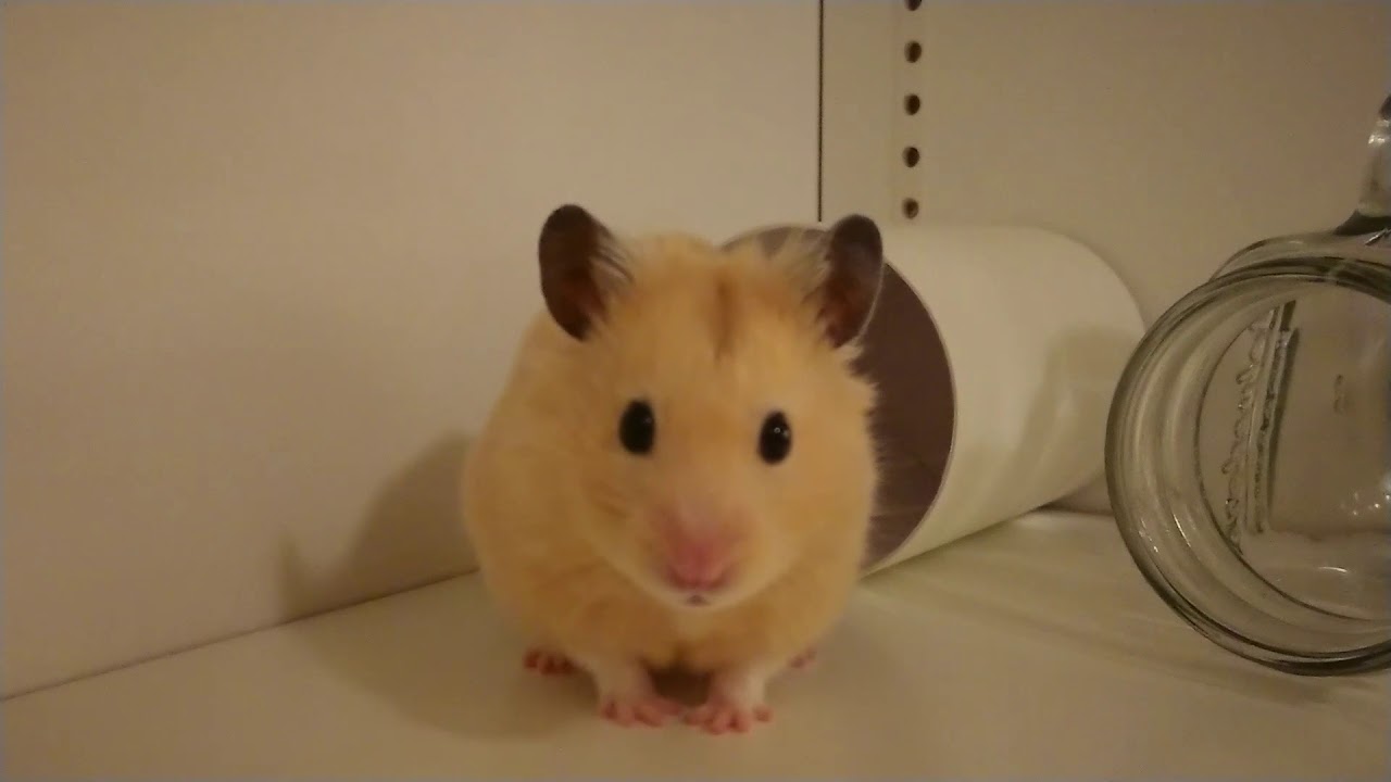 可愛い キンクマハムスター 不思議な行動 サンタvol 119 Cute Hamster 可爱的仓鼠 Youtube