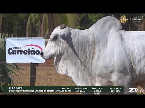 Nelore Cometa | 17º Leilão | Touros | Lote 84