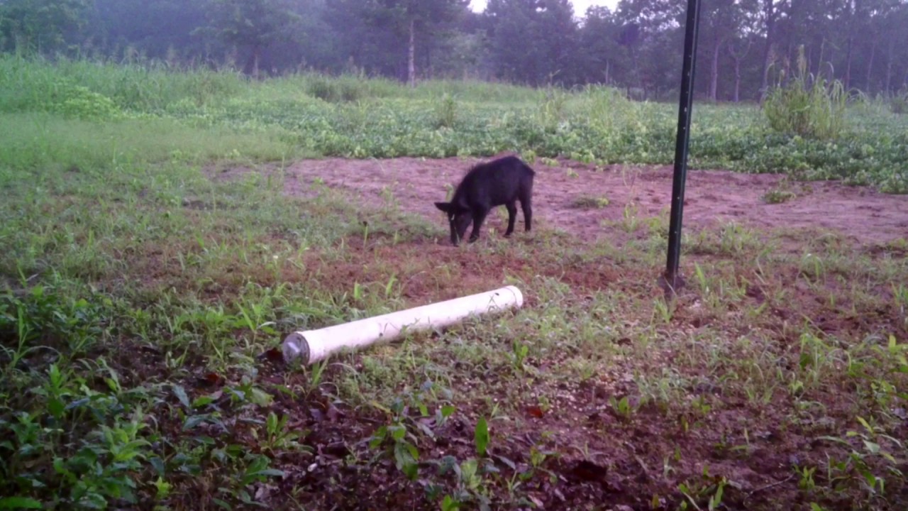 Hog Hunting Pig Pipe Youtube