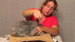 Fuzzibutt's Rabbitry Plucking and Shearing Satin Angora's