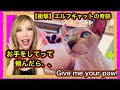 【世界初！】お手をするエルフキャットの姉妹がこちらです、、www Give me your Paw!