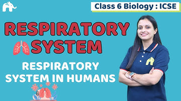 Respiratory System Class 6 ICSE Biology | Selina Chapter 5 | Respiratory System in Humans