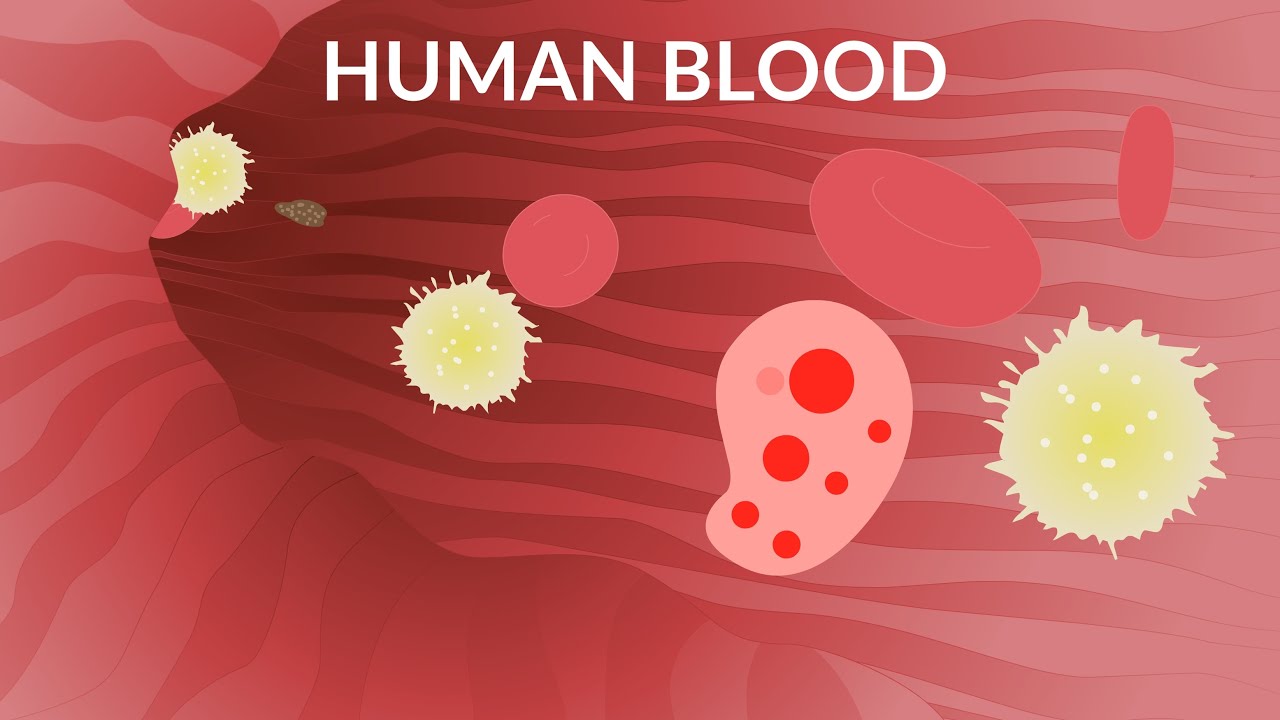 ⁣Video Máu Người | Thành phần máu | Tế bào máu