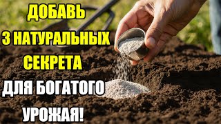 картинка: Вы не поверите! Эти 3 природных суперудобрения делают урожай гигантским!