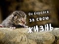 История одного котенка