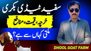 Feasibility Of White Teddy Goats In Stan Beautiful Goats Dhool Goat Farm