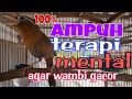 Hwamei Wambi Gacor Ampuh Menaikan Mental Dan Fighter Burung Macet Hwamei Wambi Gacor Ampuh Menaikan Mental Dan Fighter Burung Macet