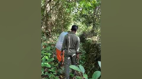 Electric line restoration by Mescom lineman in rural Karnataka