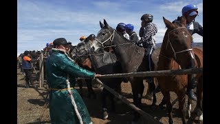 XXVI конные скачки в Чадане открывающие сезон соревнований в Туве