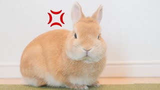 眠る寸前に外の工事が騒がしくなってイライラを抑えきれないウサギ【No.689】