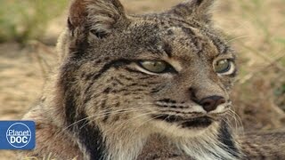 Iberian Lynx | Full Documentary