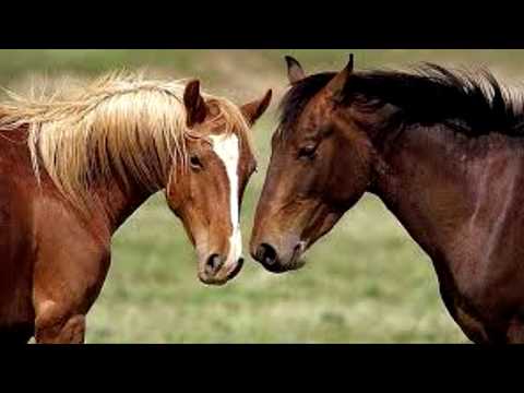 Tetanus in Horses