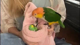 Puffman Caique Helps Mom Give Baby Bird Eye Drops | Bird Care