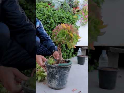 فيديو: رعاية Aeonium: كيفية زراعة نبات Aeonium