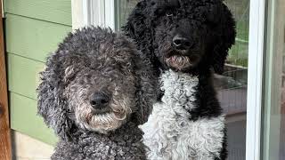 STANDARD POODLE PUPPY PARTY COMING TO PUGET SOUND STANDARD POODLES featuring THE FABULOUS LOVEBIRDS by Puget Sound Standard Poodles 103 views 2 weeks ago 1 minute