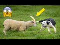 Amazing Shepherd Dog And Smart Dog Saves People 😍🐶 Smart Dog #105