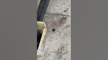 Giant Black Widow pest control